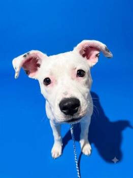 SERENA -  Mixed Breed Dog for Adoption in Jacksonville, Florida - SERENA | PetCurious