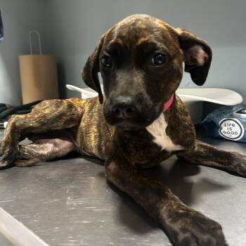 Sunshine -  Mixed Breed Dog for Adoption in Chattanooga, Tennessee - Sunshine | PetCurious