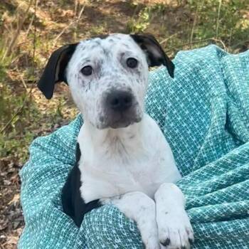 Pit Bull Terrier Dogs Available for Adoption in Patchogue, New York - Kilkee | PetCurious