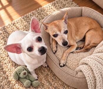 Bonzo & Coco -  Chihuahua Dog for Adoption - Bonzo & Coco | PetCurious