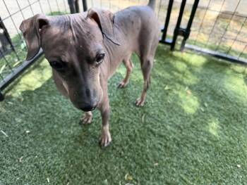 Xoloitzcuintli Mexican Hairless Dogs Available for Adoption in Canutillo, Texas - Bluebird | PetCurious