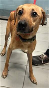 JEZZRABELL -  Black Mouth Cur and Mixed Breed Dog for Adoption in Corpus Christi, Texas - JEZZRABELL | PetCurious