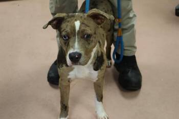 CHARLESTON -  Mixed Breed Dog Available for Adoption in Columbia, South Carolina - CHARLESTON | PetCurious