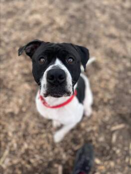Rescue Pit Bull Terrier Dogs for Adoption in Saginaw, Michigan - HOLSTEIN | PetCurious