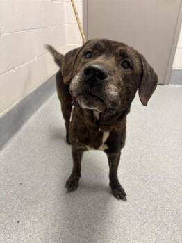 CHASE -  Labrador Retriever and Mixed Breed Dog for Adoption in Indianapolis, Indiana - CHASE | PetCurious
