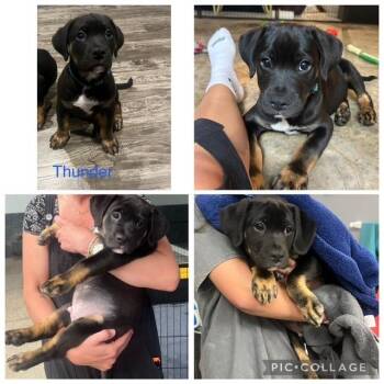 Thunder -  Mixed Breed Dog for Adoption in Kansas City, Missouri - Thunder | PetCurious