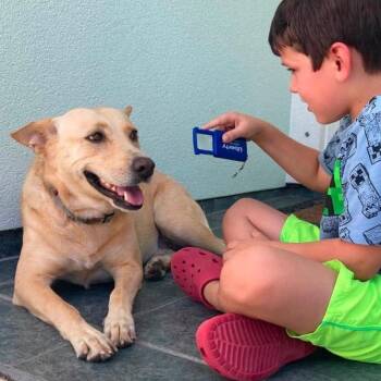 Caramella -  Retriever and Shepherd Dog for Adoption in Corpus Christi, Texas - Caramella | PetCurious