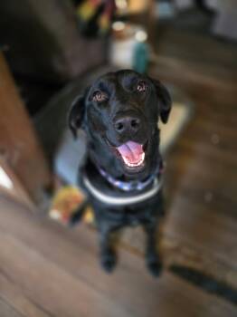Rescue Labrador Retriever Dogs for Adoption in West Falls, New York - Whitney | PetCurious