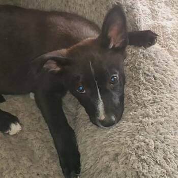 Australian Cattle Dog Blue Heeler Dogs Available for Adoption in Kempner, Texas - Pebbles | PetCurious