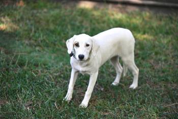 Lily -  Corgi and Beagle Dog for Adoption in Falmouth, Maine - Lily | PetCurious