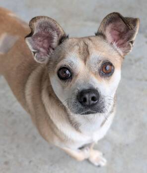 Chihuahua and Pug Dogs Available for Adoption - Flip- Cute Little Guy! | PetCurious