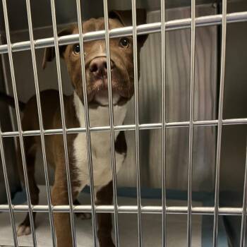 Pine -  Pit Bull Terrier Dog for Adoption in Greensboro, North Carolina - Pine | PetCurious