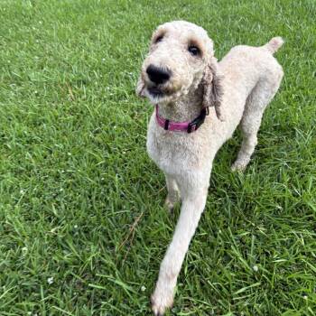 Irony -  Standard Poodle Dog for Adoption in Carencro, Louisiana - Irony | PetCurious