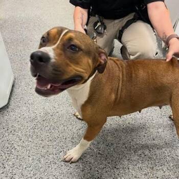 Mixed Breed Dogs Available for Adoption in Jeffersonville, Indiana - Dillie | PetCurious