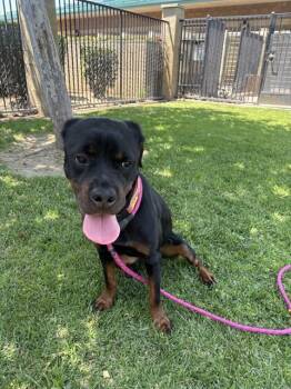 Rottweiler Dogs Available for Adoption in Riverside, California - PETAL | PetCurious