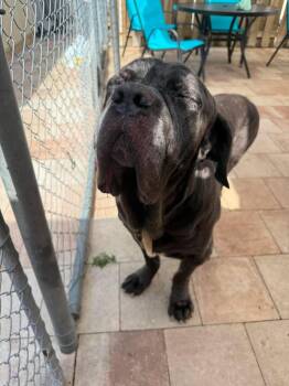 Lucious -  Neapolitan Mastiff Dog for Adoption in Sebastian, Florida - Lucious | PetCurious