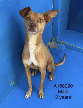 Coleslaw -  Chihuahua and Mixed Breed Dog for Adoption in Calgary, Alberta - Coleslaw | PetCurious