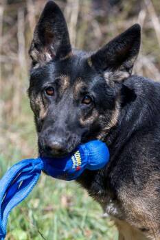 German Shepherd Dog Dogs Available for Adoption in Wayland, Massachusetts - Roxie | PetCurious