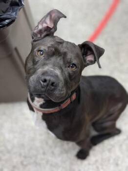 Rescue Mixed Breed Dogs for Adoption in West Chester, Pennsylvania - Spade | PetCurious