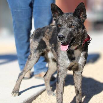 Rescue Mixed Breed Dogs for Adoption in Las Cruces, New Mexico - Slinky | PetCurious