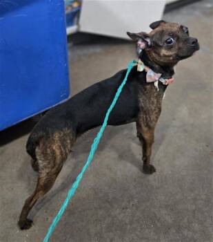 Mixed Breed Dogs Available for Adoption in Dallas, Texas - SADIE | PetCurious