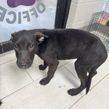 Hudson -  German Shepherd Dog Dog for Adoption in Lufkin, Texas - Hudson | PetCurious
