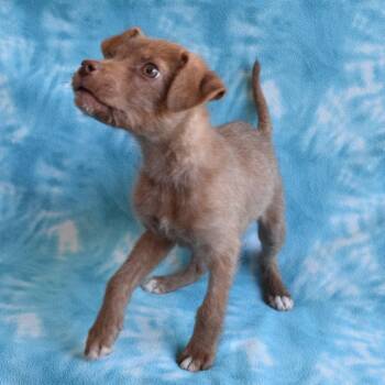 Terrier and Labrador Retriever Dogs Available for Adoption - Bunny | PetCurious