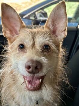 Mateo -  Cairn Terrier Dog for Adoption in Oakland, California - Mateo | PetCurious