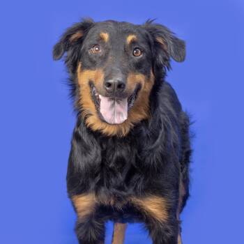 Bo -  Mixed Breed Dog for Adoption in Franklin, Tennessee - Bo | PetCurious