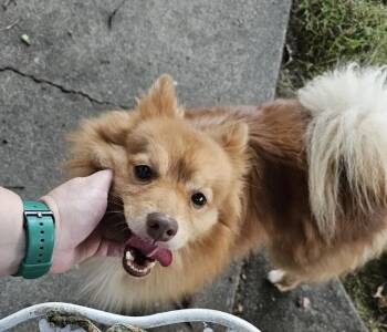 Rusty Foxington -  Pomeranian Dog for Adoption in Davis, California - Rusty Foxington | PetCurious