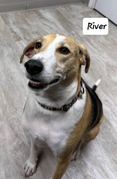 Beagle Dogs Available for Adoption in Urbana, Ohio - River | PetCurious