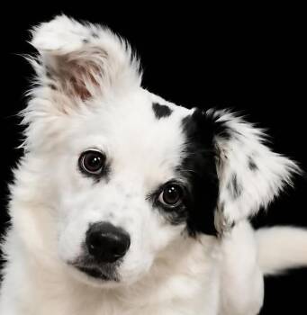Lolli -  Afghan Hound and Eskimo Dog Dog for Adoption in Newport, Tennessee - Lolli | PetCurious