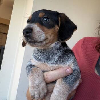 Blueberry -  Dachshund and Yorkshire Terrier Dog for Adoption in Partlow, Virginia - Blueberry | PetCurious