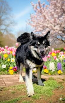 Alaskan Malamute Dogs Available for Adoption in Berryville, Virginia - River | PetCurious
