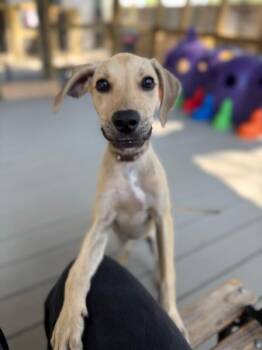 Chai Cafe -  Pit Bull Terrier and Labrador Retriever Dog for Adoption in Friendswood, Texas - Chai Cafe | PetCurious