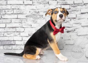 Labrador Retriever and Husky Dogs Available for Adoption - Stevie | PetCurious