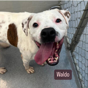 Rescue Boxer and Mixed Breed Dogs for Adoption in Jasper, Indiana - Waldo | PetCurious