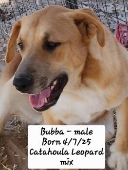 Catahoula Leopard Dog and Black Mouth Cur Dogs Available for Adoption - Bubba | PetCurious
