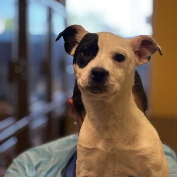 Mixed Breed Dogs Available for Adoption in Merriam, Kansas - Amerigo | PetCurious