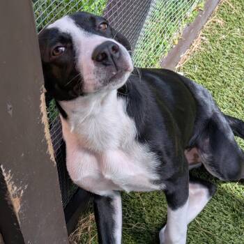 Casey 2 3563 -  Hound and Mixed Breed Dog for Adoption in Loxahatchee Groves, Florida - Casey 2 3563 | PetCurious