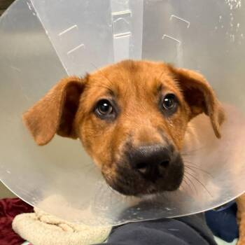 Shepherd Dogs Available for Adoption - Porcini | PetCurious