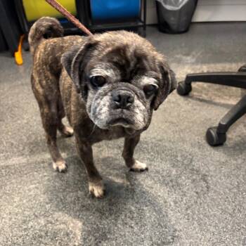 Peanut -  Mixed Breed Dog for Adoption in Allentown, Pennsylvania - Peanut | PetCurious