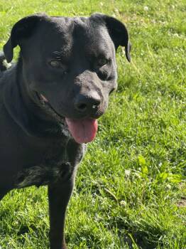 Labrador Retriever Dogs Available for Adoption in Springfield, Illinois - Diablo | PetCurious