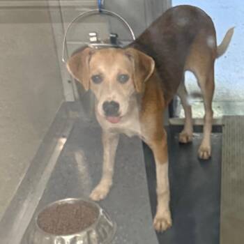 Tiana -  Mixed Breed Dog for Adoption in Galax, Virginia - Tiana | PetCurious