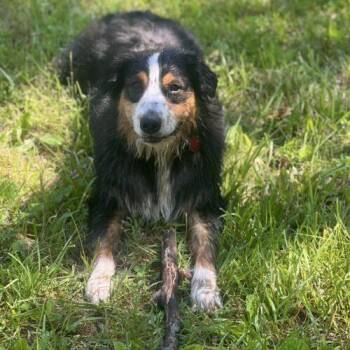 Australian Shepherd Dogs Available for Adoption in Christiansburg, Virginia - Banks | PetCurious