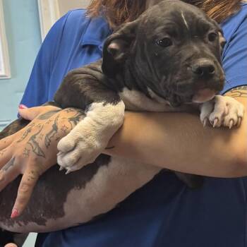 Barnette -  Pit Bull Terrier Dog for Adoption in St. Louis, Missouri - Barnette | PetCurious