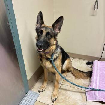 Arabia -  German Shepherd Dog Dog for Adoption in Troutdale, Oregon - Arabia | PetCurious