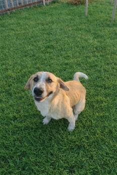 Anatolian Shepherd Dogs Available for Adoption - Koda | PetCurious