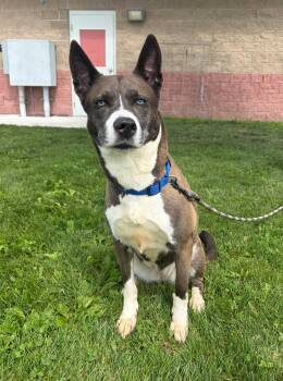 Esme -  Pit Bull Terrier Dog for Adoption in Maryville, Missouri - Esme | PetCurious