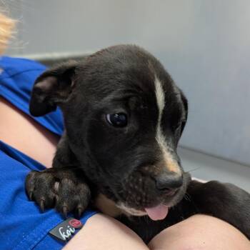 American Staffordshire Terrier Dogs Available for Adoption - Big Bird | PetCurious